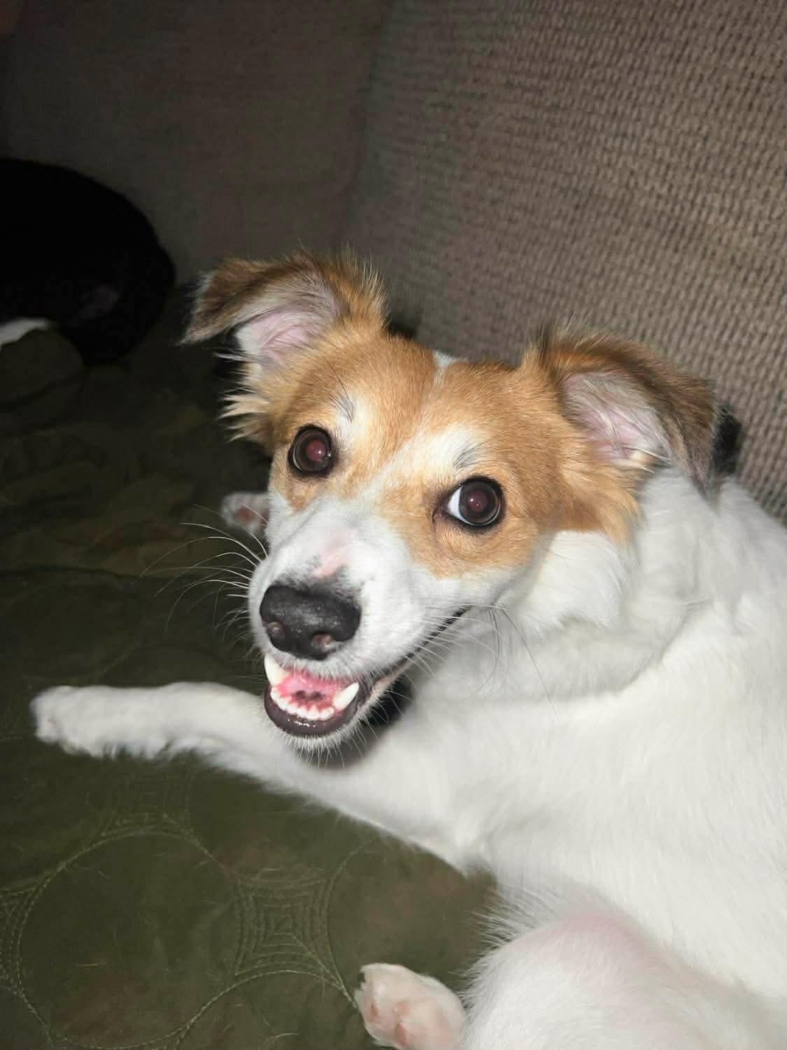 Enlarge Fluffy, an adoption pending mixed breed in Boston, MA image 5/5