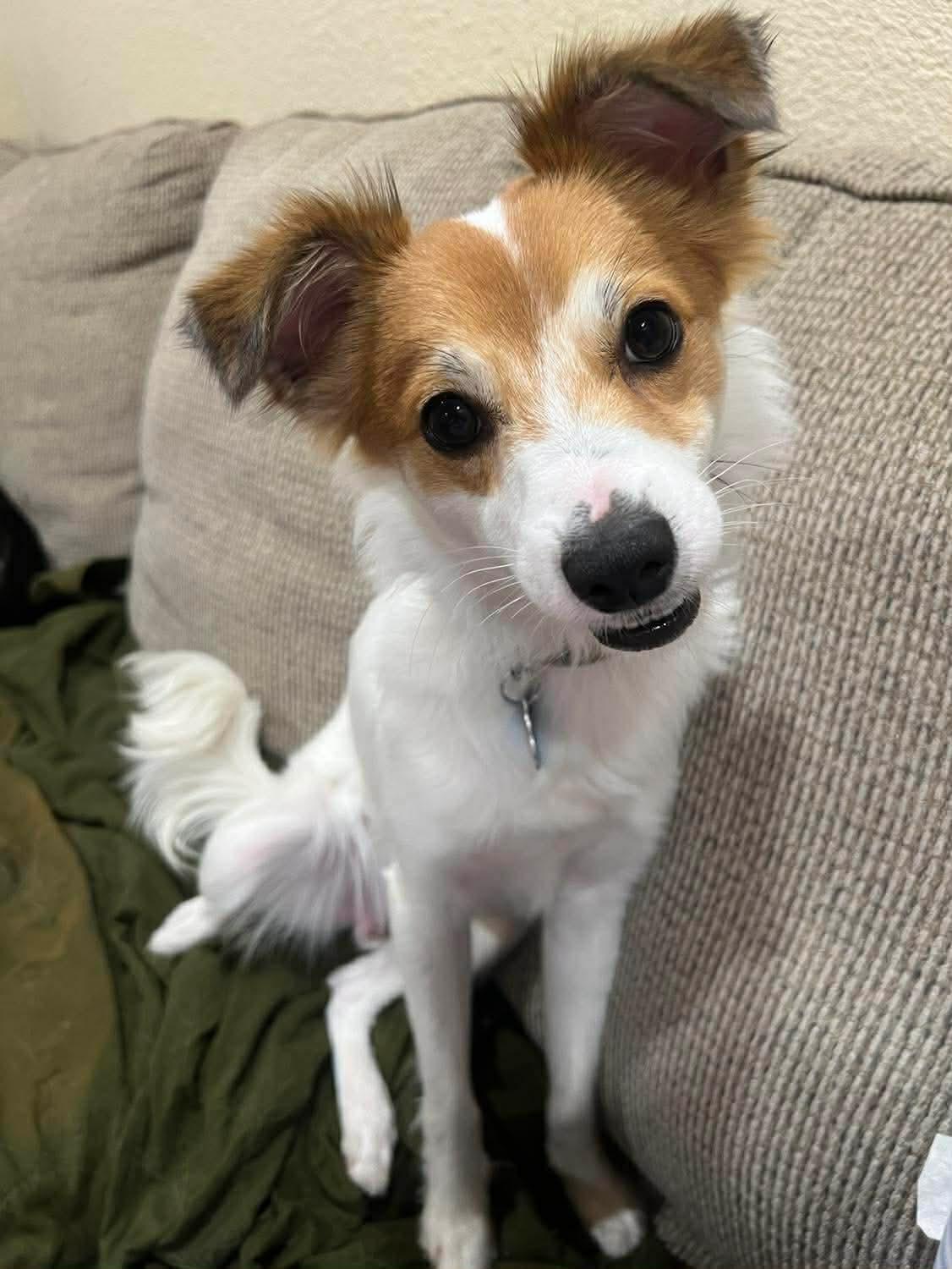 Enlarge Fluffy, an adoption pending mixed breed in Boston, MA image 1/5