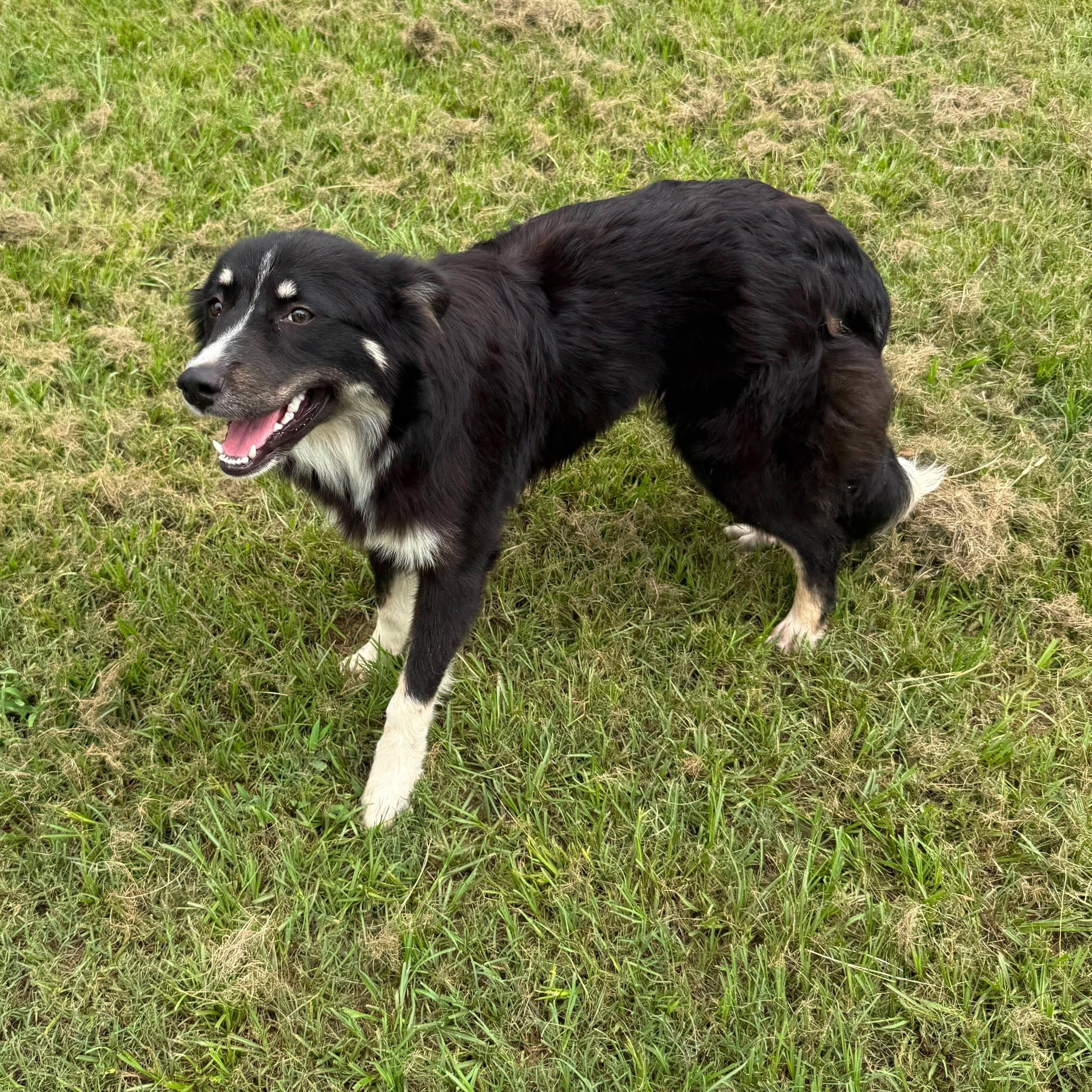 Enlarge Moana, an adopted mixed breed in Willington, CT image 2/6