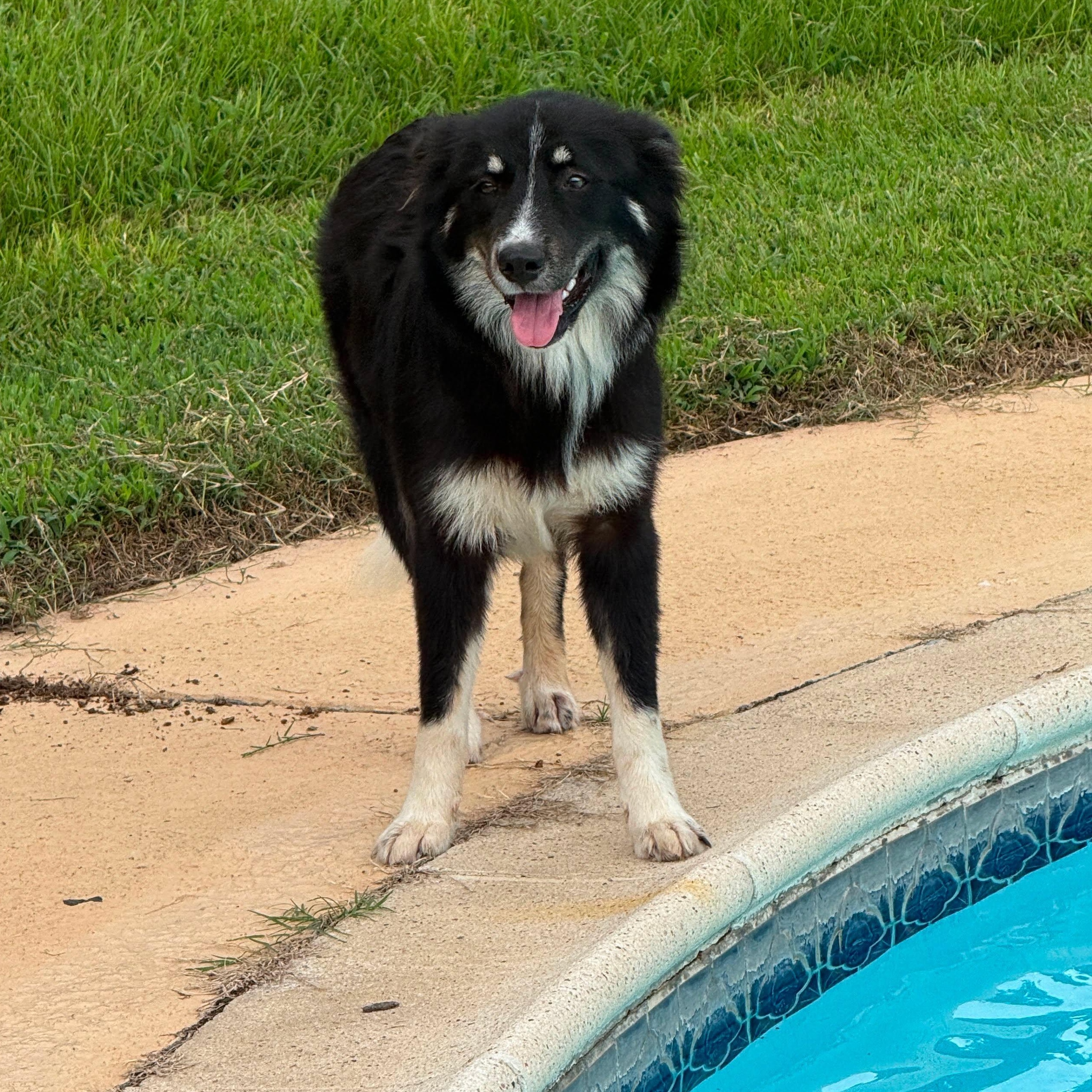 Enlarge Moana, an adopted mixed breed in Willington, CT image 3/6