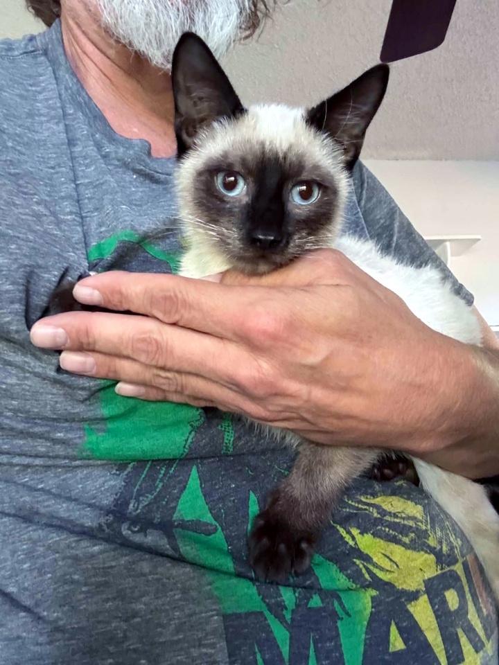 Enlarge Coco Pebbles, a Adoptable mixed breed in Virginia Beach, VA image 2/4