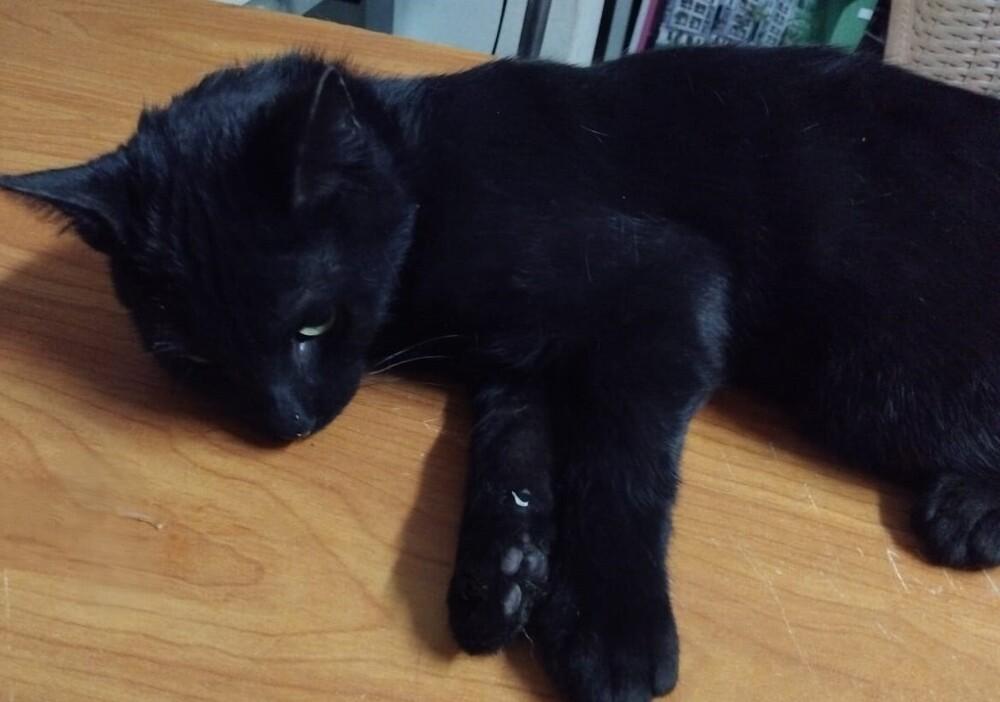 Jaguar, Adoptable, Young Male Egyptian Mau.