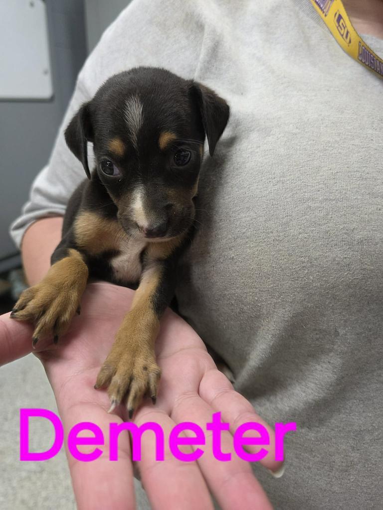 Demeter, a Adoptable mixed breed in Livingston, LA image 2/2