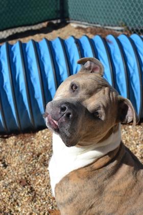 Mio (Underdog), a Adoptable mixed breed in New Orleans, LA image 1/3