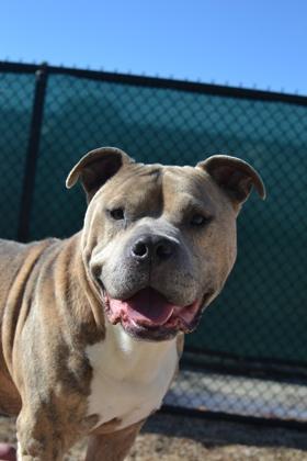 Mio (Underdog), a Adoptable mixed breed in New Orleans, LA image 2/3