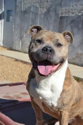 Mio (Underdog), a Adoptable mixed breed in New Orleans, LA image 3/3