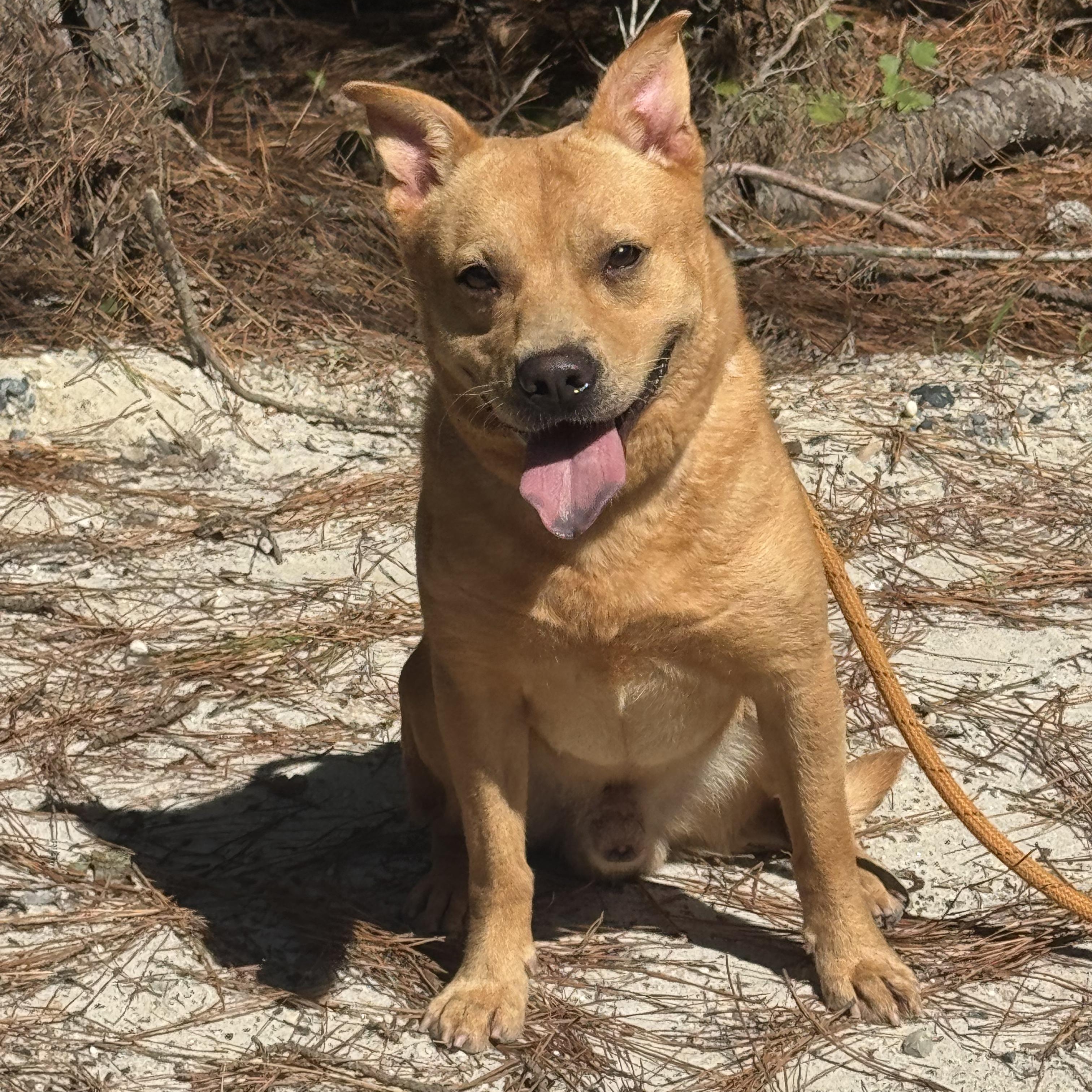 Enlarge Rusty, a Adoptable mixed breed in Salisbury, MD image 1/1