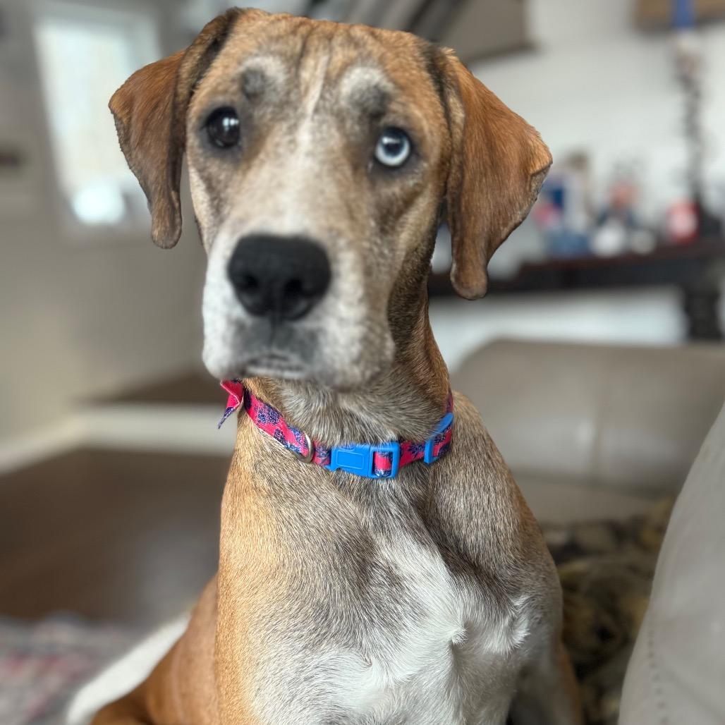 Enlarge Hazel, a Adoptable Husky in Jasper, IN image 1/2