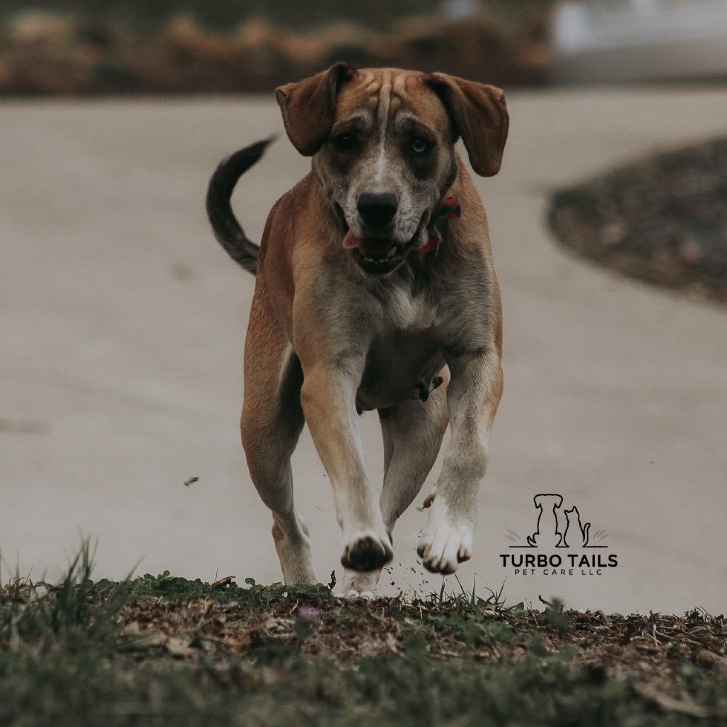 Enlarge Hazel, a Adoptable Husky in Jasper, IN image 2/4