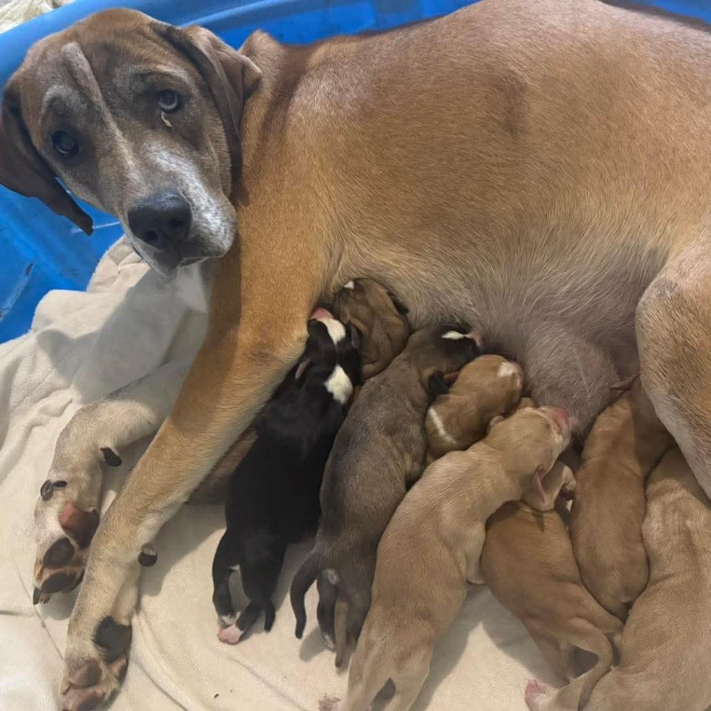 Enlarge Hazel, a Adoptable Husky in Jasper, IN image 2/2