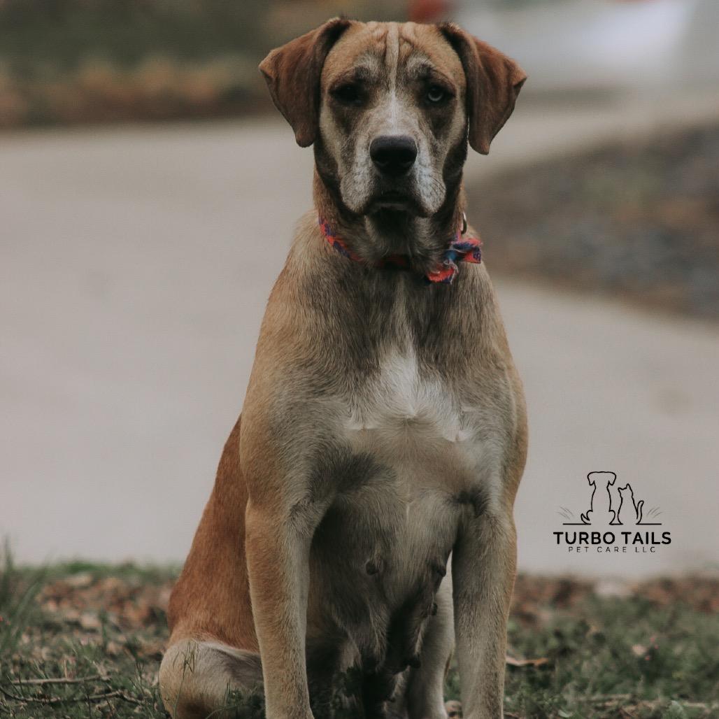 Enlarge Hazel, a Adoptable Husky in Jasper, IN image 4/4