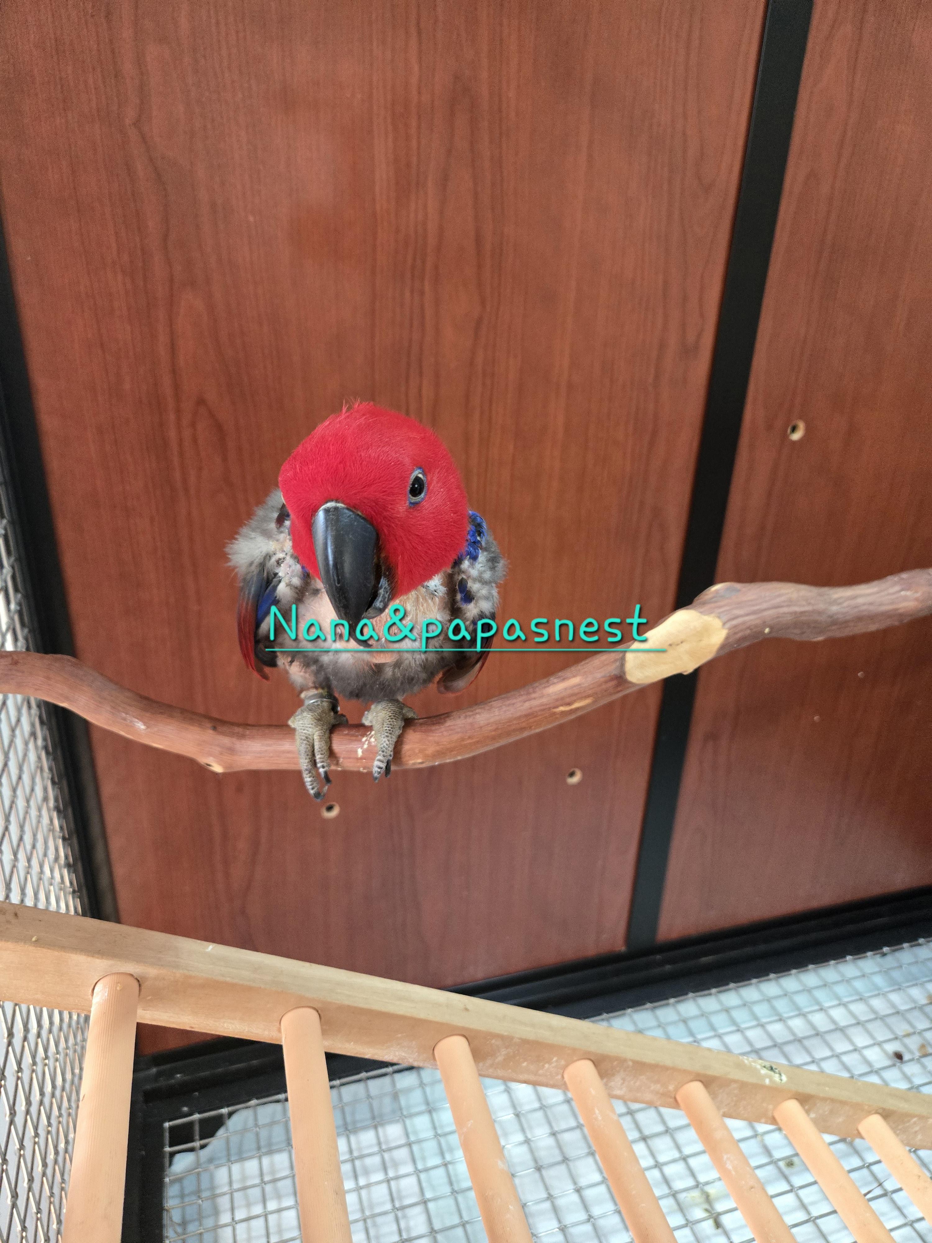 Enlarge Precious , a Adoptable Eclectus in Wakefield, VA image 1/1