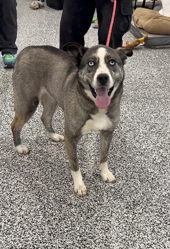 Alpine, Adoptable, Adult Male Husky.