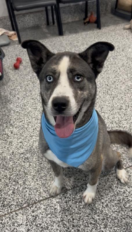 Curly, a ADOPTABLE mixed breed in Aurora, IL image 1/2