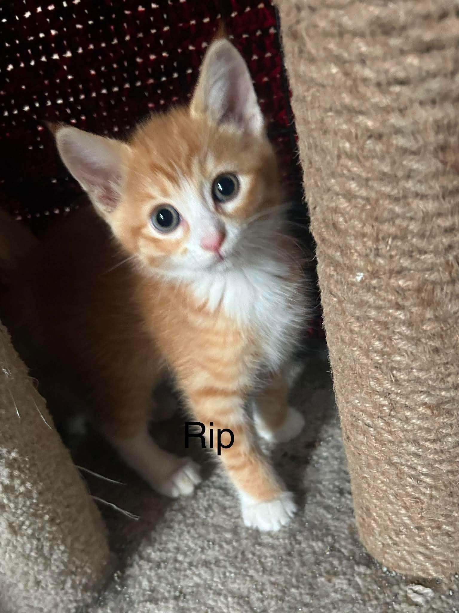Enlarge Rip, a Adoptable Domestic Short Hair in hinckley, IL image 2/3