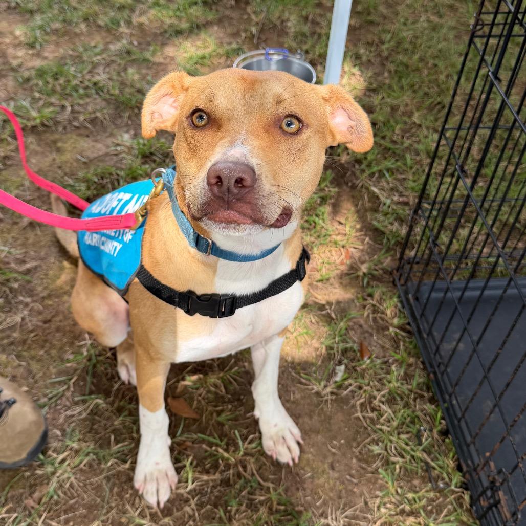 Troy 4921, Adoptable, Young Male Mixed Breed.