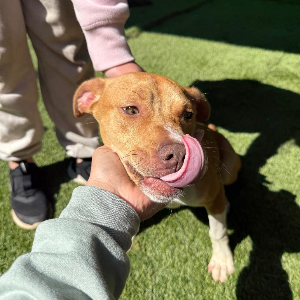 Troy 4921, a Adoptable Mixed Breed in Hamilton, GA image 2/6