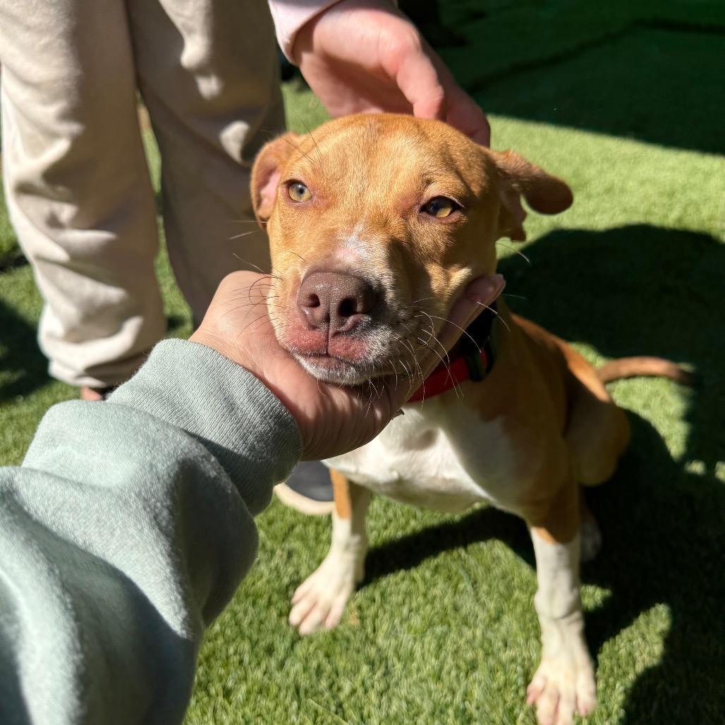 Troy 4921, a Adoptable Mixed Breed in Hamilton, GA image 3/6
