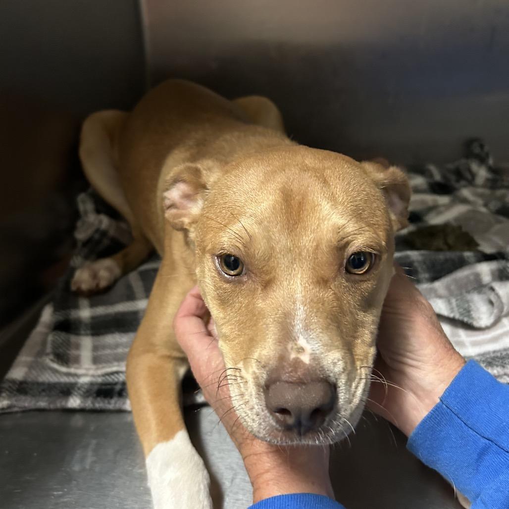 Troy 4921, a Adoptable Mixed Breed in Hamilton, GA image 5/6