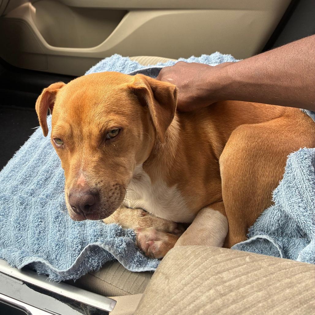 Troy 4921, a Adoptable Mixed Breed in Hamilton, GA image 6/6