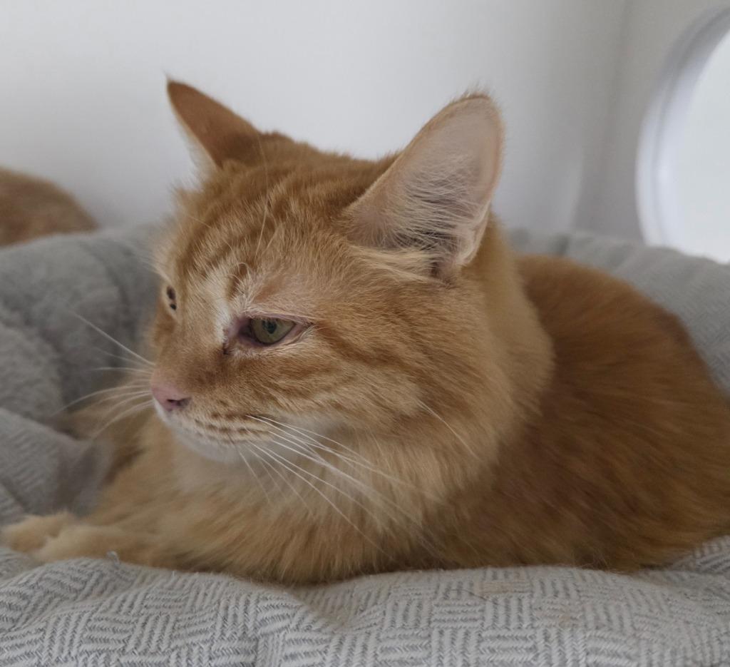 Peony, Adoptable, Adult Female Domestic Long Hair.