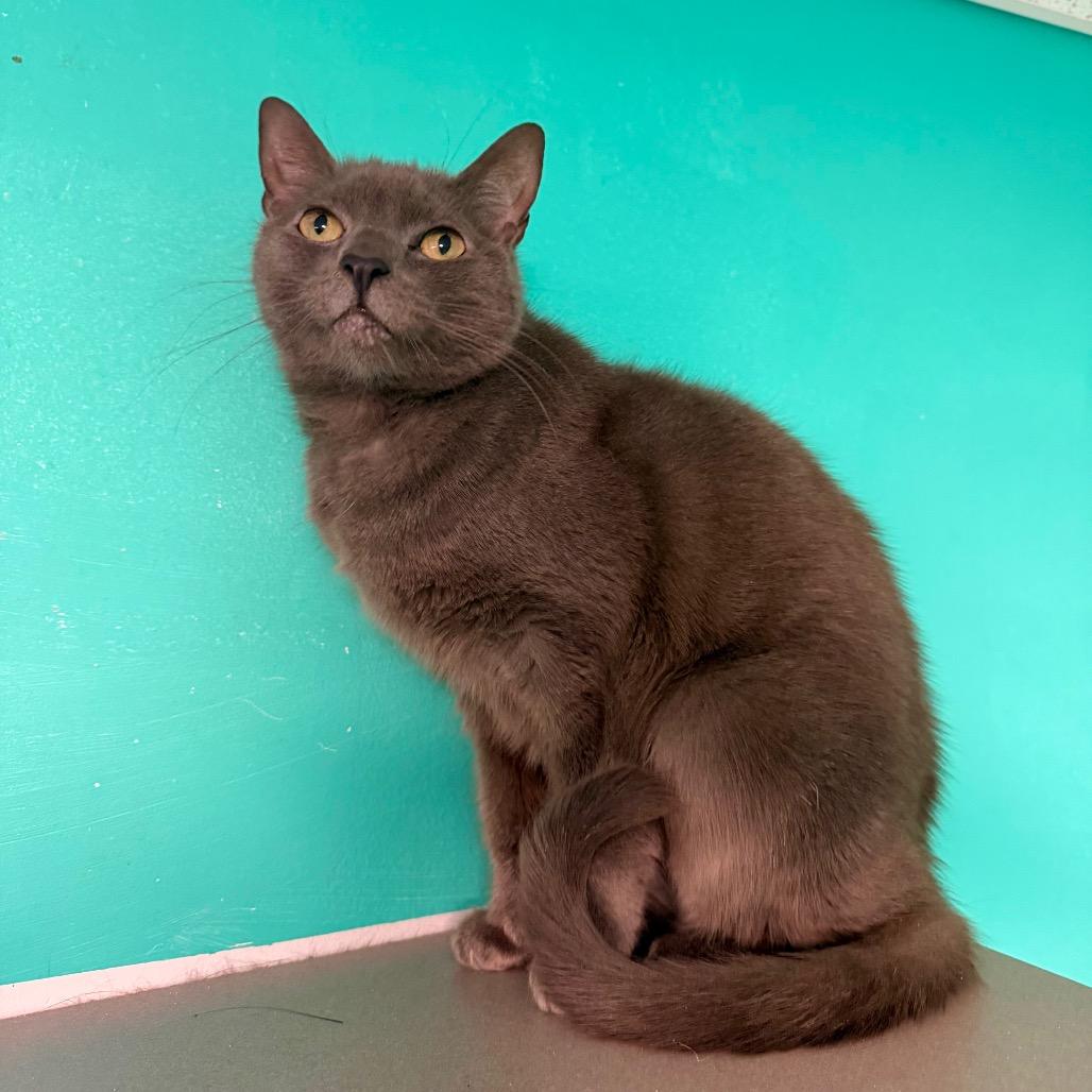 Hoopoe, Adoptable, Adult Female Domestic Short Hair & Domestic Short Hair.