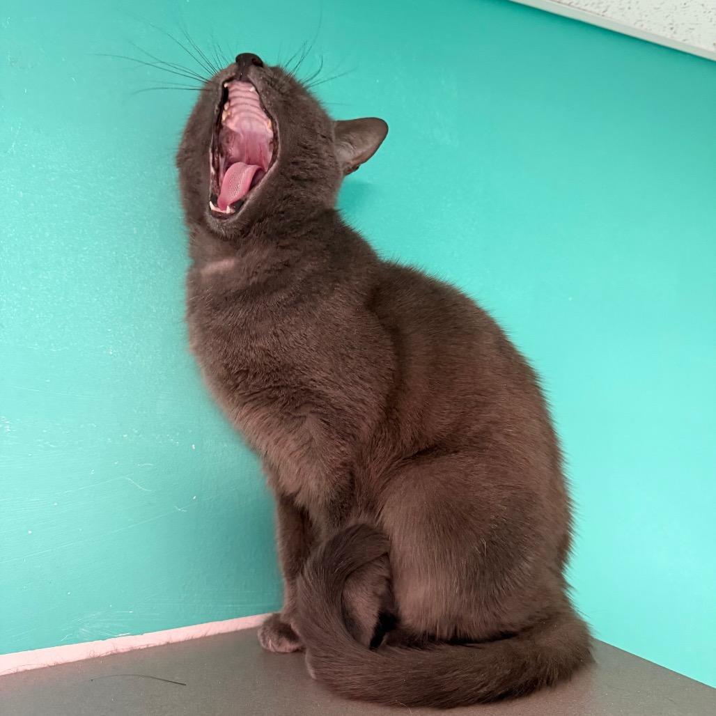 Enlarge Hoopoe, a Adoptable mixed breed in Binghamton, NY image 2/4