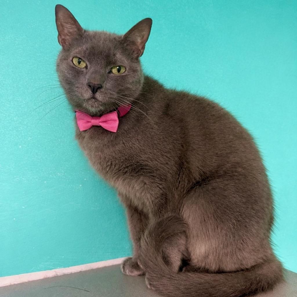 Enlarge Hoopoe, a Adoptable mixed breed in Binghamton, NY image 3/4