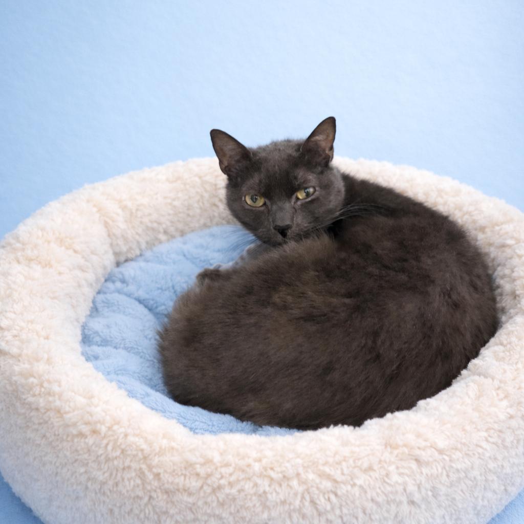 Enlarge Hoopoe, a Adoptable mixed breed in Binghamton, NY image 4/4