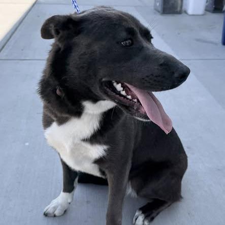 26-230, Adoptable, Puppy Female Cattle Dog & Mixed Breed.