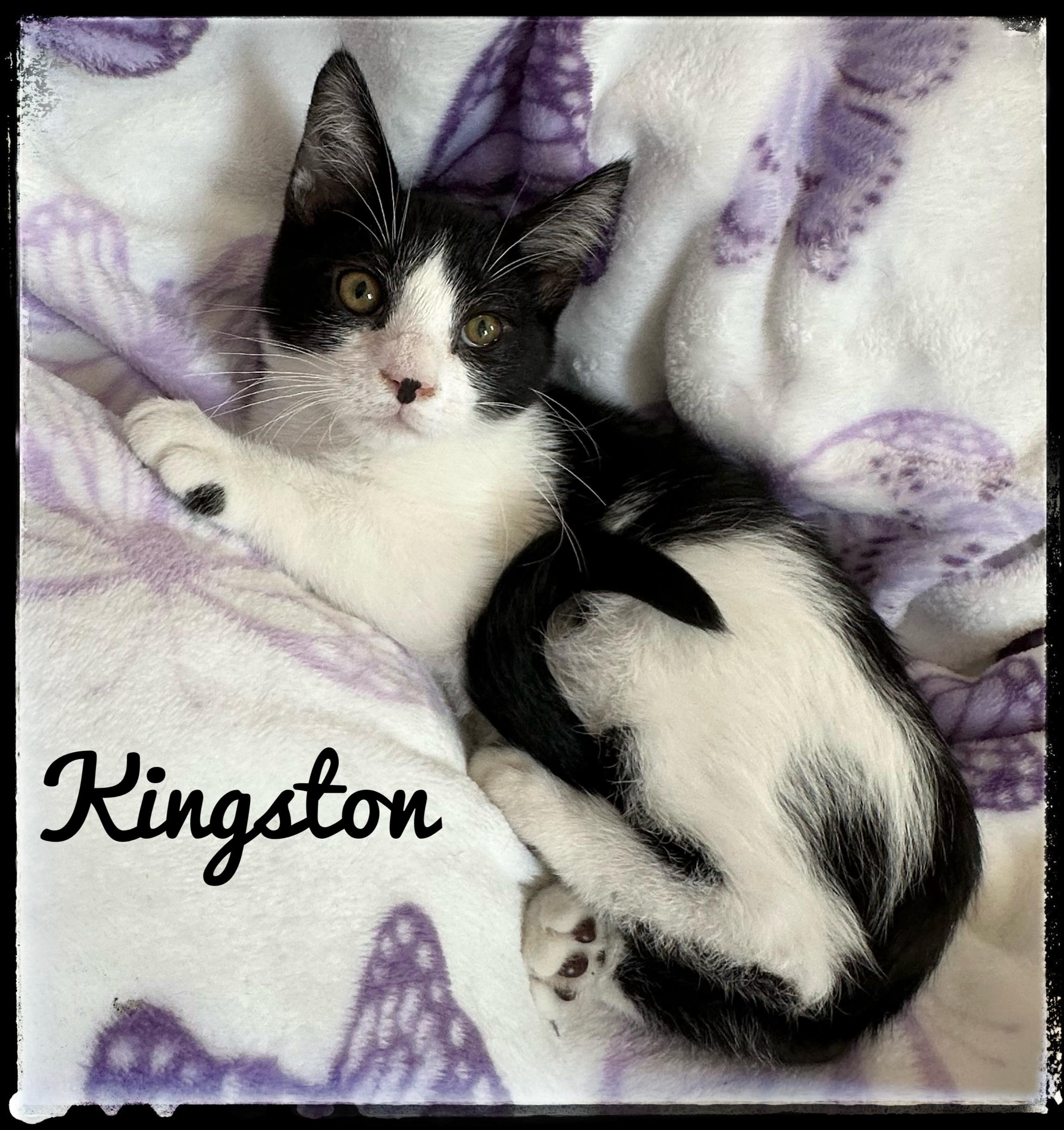 Enlarge Kingston, a Adoptable Domestic Short Hair in El Cajon, CA image 1/1