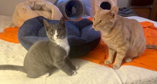 Punky, Adoptable, Kitten Female Tuxedo & Domestic Short Hair.