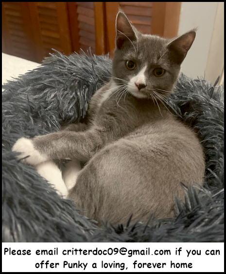 Punky, a Adoptable mixed breed in Oak Ridge, TN image 2/3