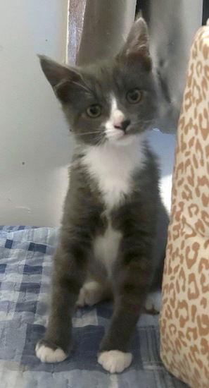 Punky, a Adoptable mixed breed in Oak Ridge, TN image 3/3