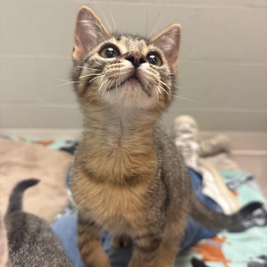 Olive, Adoptable, Kitten Male Domestic Short Hair.