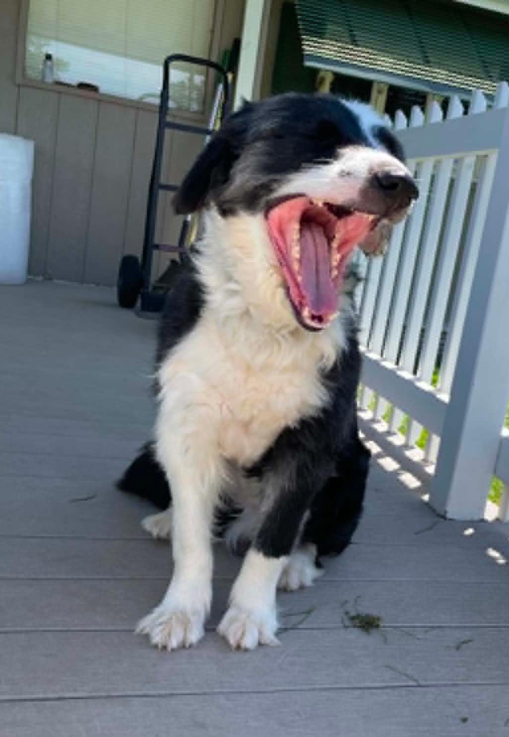 Lucky, adopted, Adult Male Border Collie.