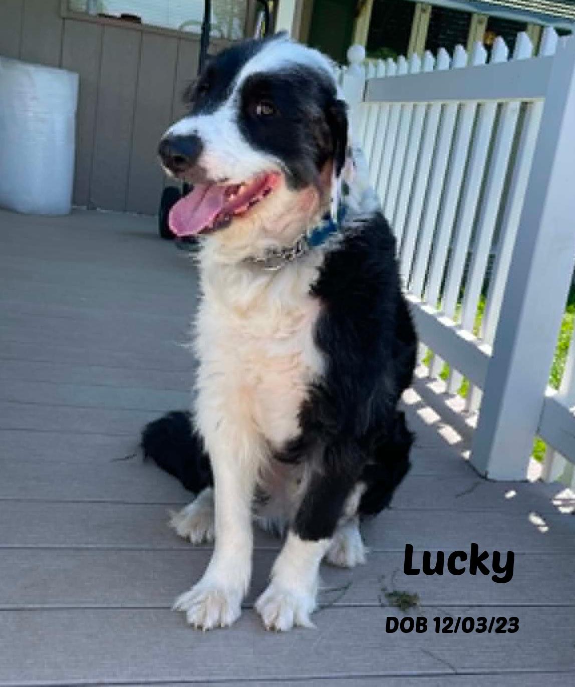 Lucky, an adopted mixed breed in Seymour, IN image 2/4