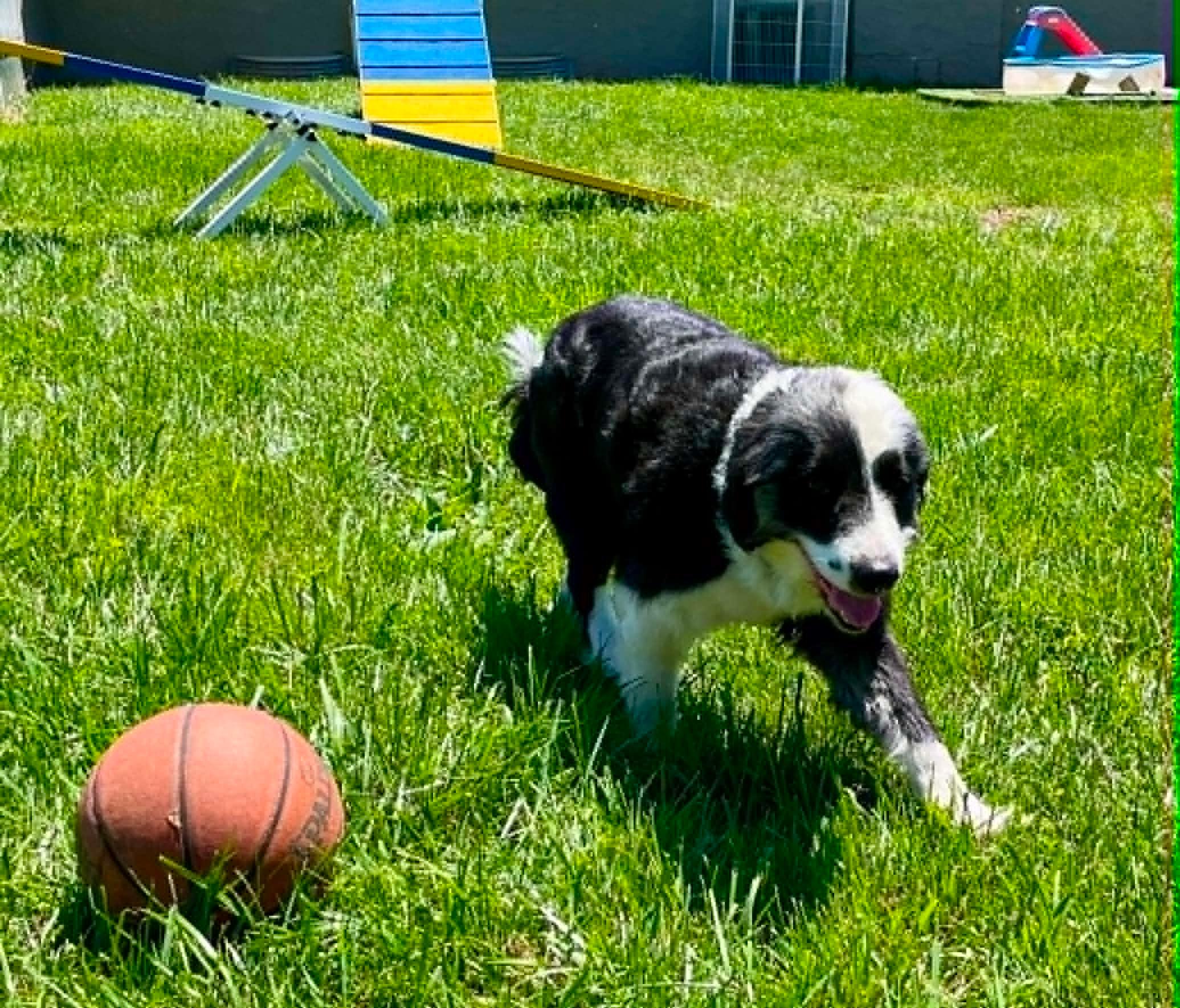 Lucky, an adopted mixed breed in Seymour, IN image 4/4