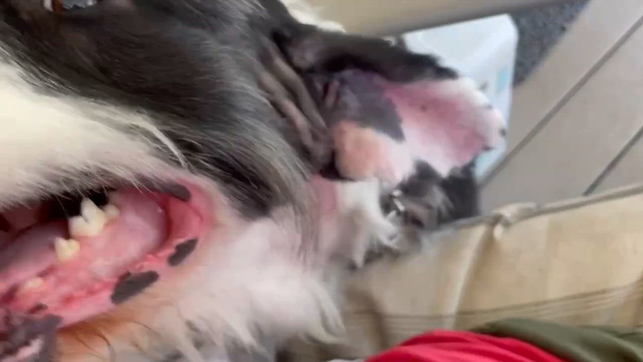 Enlarge Lucky, an adopted mixed breed in Seymour, IN video 3/4