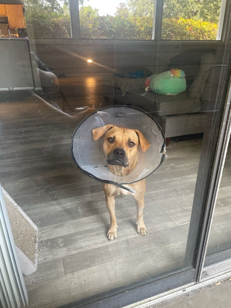 Pippie, Adoptable, Adult Female Boxer.