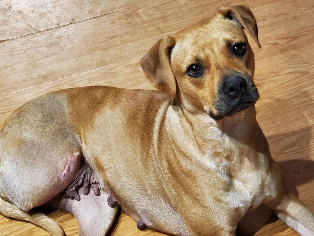 Pippie, a Adoptable mixed breed in Saint Augustine, FL image 2/4