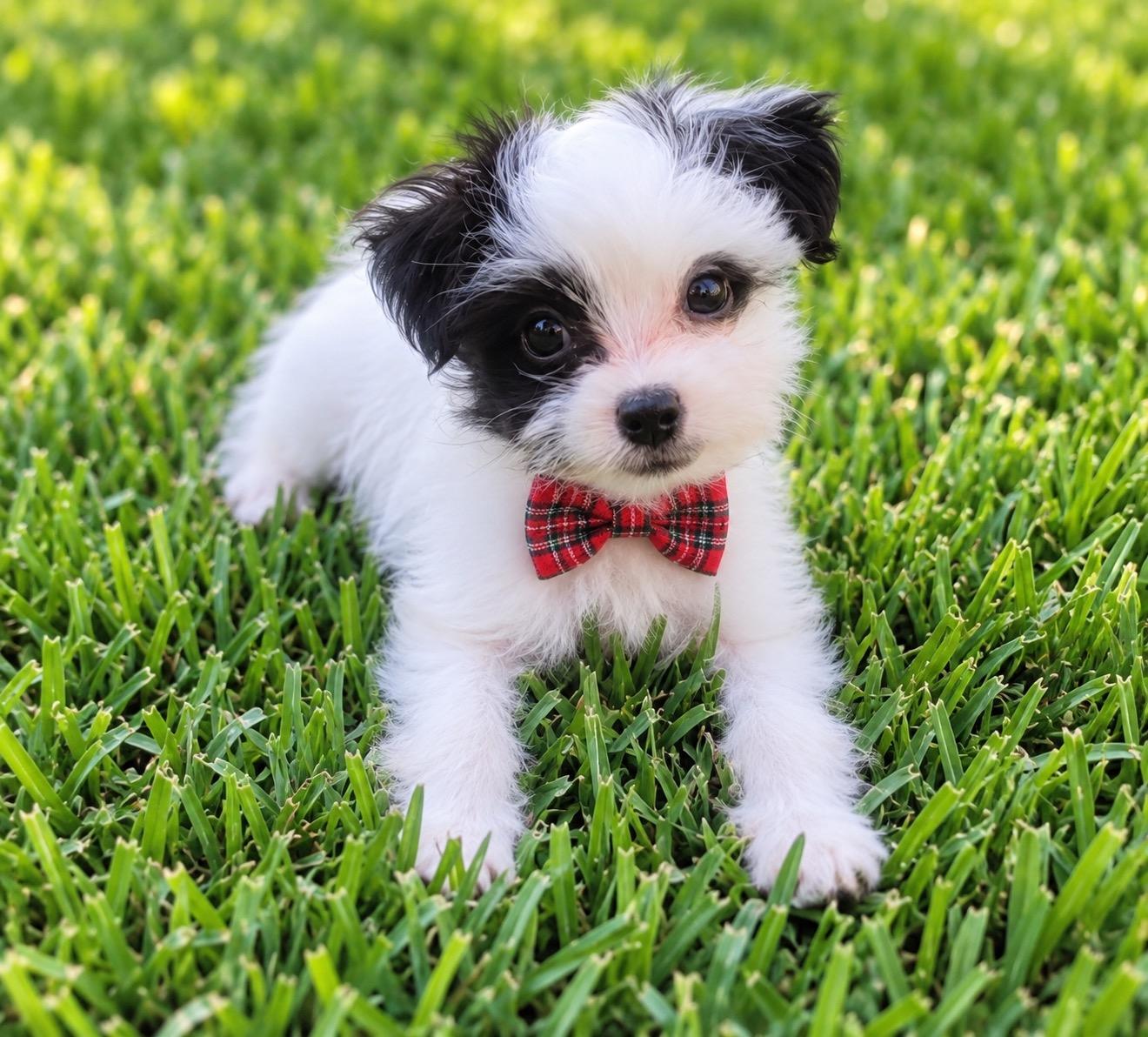 Dodger, Adopted, Puppy Male Maltese & Chihuahua.