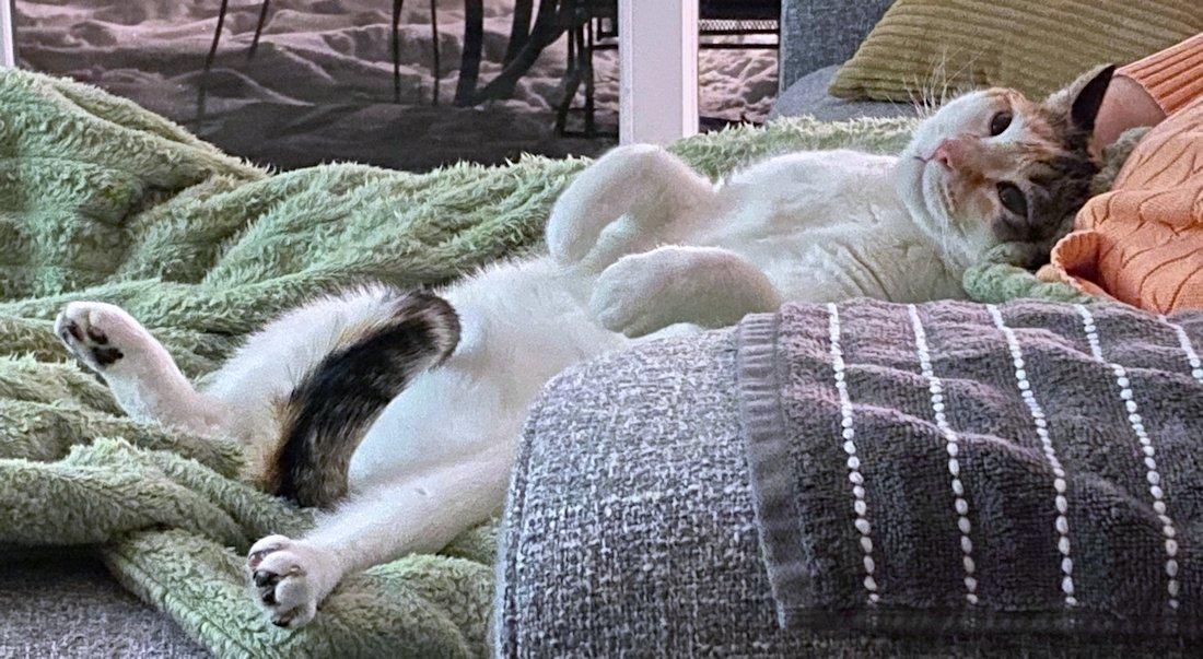 Enlarge Cali and Bennie, a Adoptable Domestic Short Hair in White Bear Lake, MN image 6/6