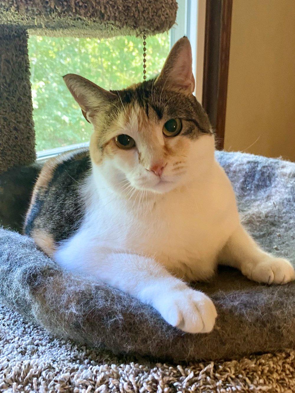 Cali and Bennie, a Adoptable Domestic Short Hair in White Bear Lake, MN image 2/5