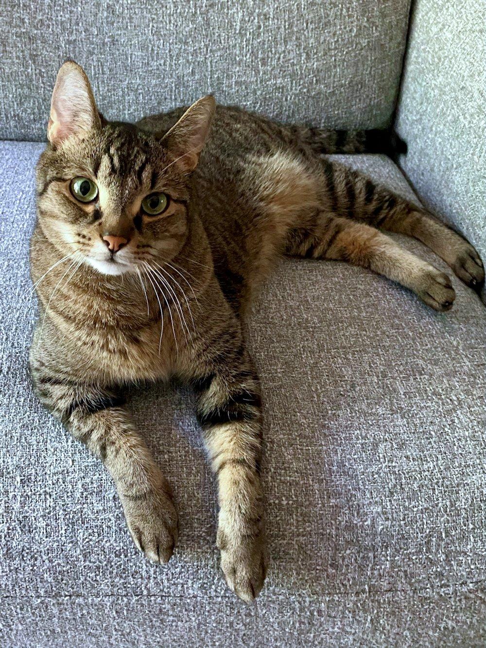 Cali and Bennie, a Adoptable Domestic Short Hair in White Bear Lake, MN image 3/5