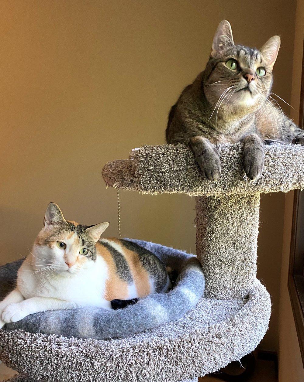 Cali and Bennie, a Adoptable Domestic Short Hair in White Bear Lake, MN image 1/5