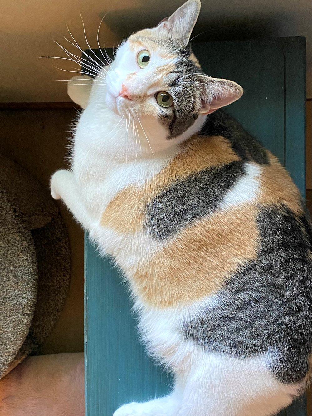 Cali and Bennie, a Adoptable Domestic Short Hair in White Bear Lake, MN image 4/5