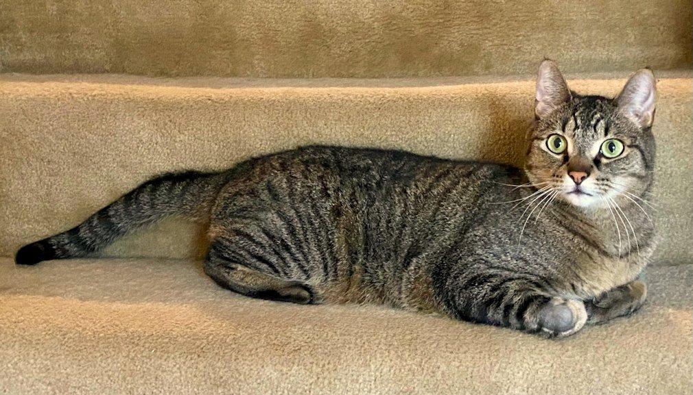Cali and Bennie, a Adoptable Domestic Short Hair in White Bear Lake, MN image 5/5
