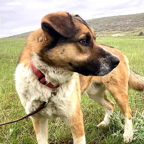 Chief, Adoptable, Adult Male Cattle Dog.