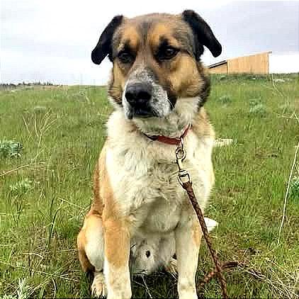 Enlarge Chief, a Adoptable Cattle Dog in TONASKET, WA image 2/2